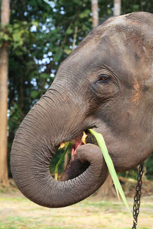 asian elephant.