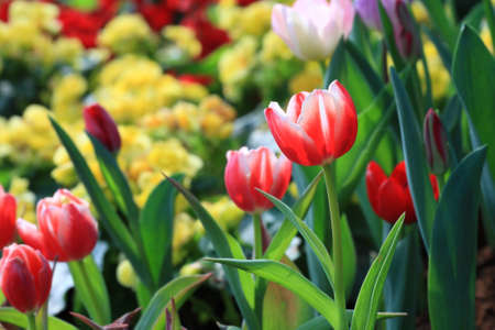 Tulip in garden.