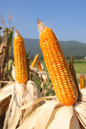 corn on plant の写真素材