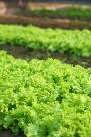 fresh green lettuce salad in gardenの写真素材