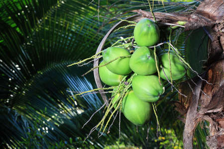 coconuts on tree  