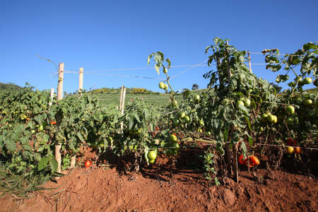 tomato farm 
