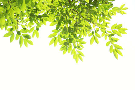 green leaf frame background