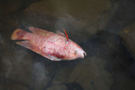 dead fish floating の写真素材