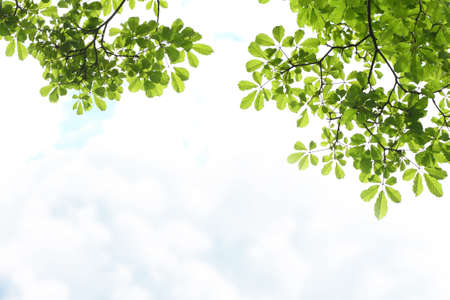 Tropical Green leaves on white cloud-sky background の写真素材