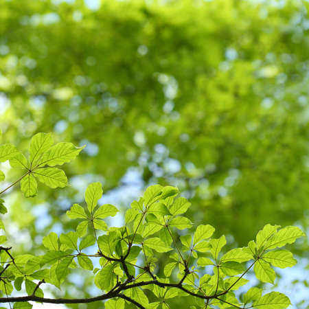 tropical forest leaf frame 
