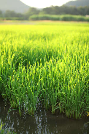 Jasmine Rice paddy with hill