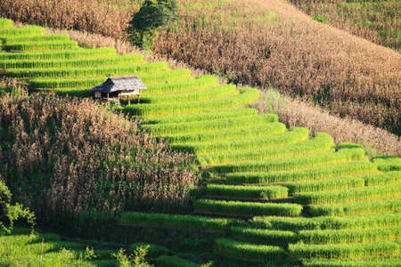 rice terrace in Thailandのeditorial素材