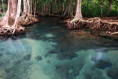 clear crystal creek in mangrove forest の写真素材