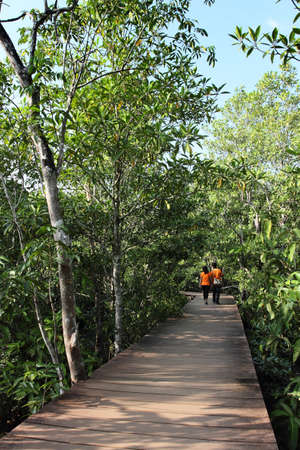 Wood path way in Mangrove forest, Krabi- Thailand の写真素材