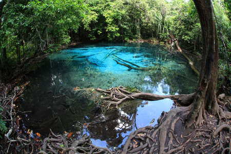 Emerald Pool, unseen pool in mangrove forest at Krabi, Thailand の写真素材