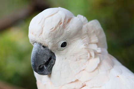 Cockatoo faceの写真素材