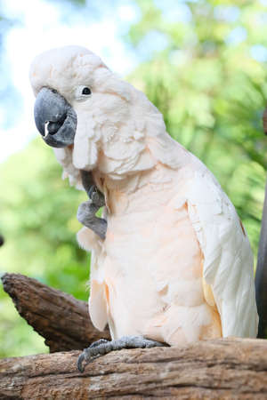Yellow-crested Cockatoo の写真素材