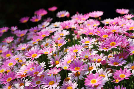 Pink ASter flowers backgroundの写真素材