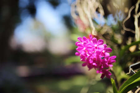 Pink orchids  with very blur backgroundの写真素材