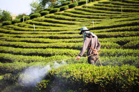 Tea plantation on highlandの写真素材