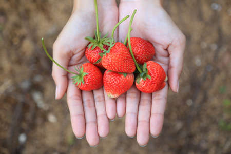 hands holding strawberriesの写真素材
