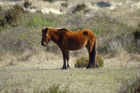 Wild pony om Shackleford Banks, NCの写真素材