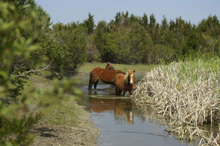 Wild ponies at water holeの写真素材