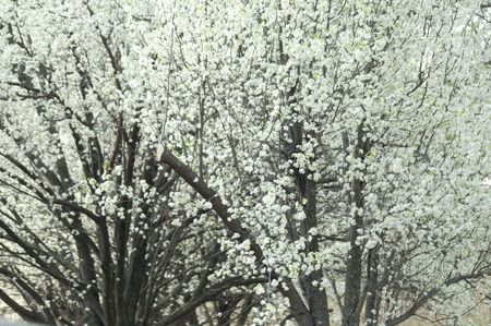Flowering pear treesの写真素材