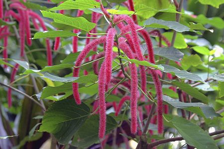 Pink tropical flowersの写真素材
