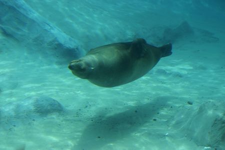A seal in the zoo swimming upside  downの写真素材