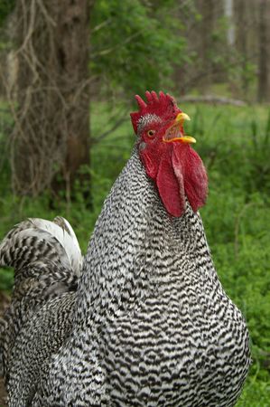 A  large crowing  specked roosterの写真素材