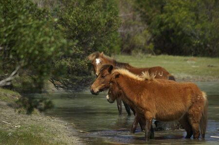 A group of wild ponies at a water holeの写真素材