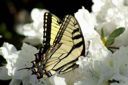 A colorful butterfly feeding on white azeleasの写真素材