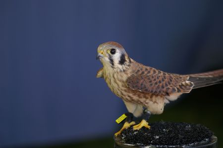 An American Kestrel on display at a fair.の写真素材