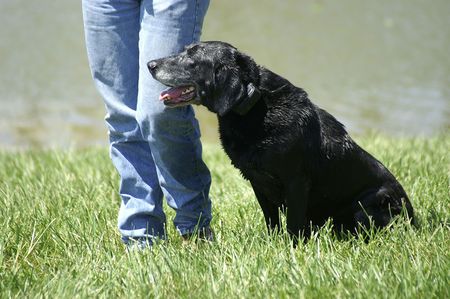 A black retriever dog at a dog showの写真素材