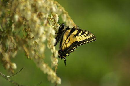 A profile of a butterfly feeding on a flowerの写真素材