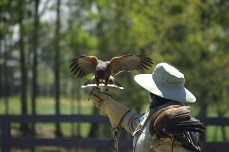A pair of Harris Hawks with trainerの写真素材