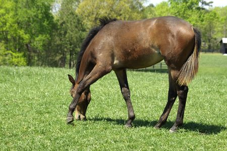 A young horse grazing in a meadowの写真素材