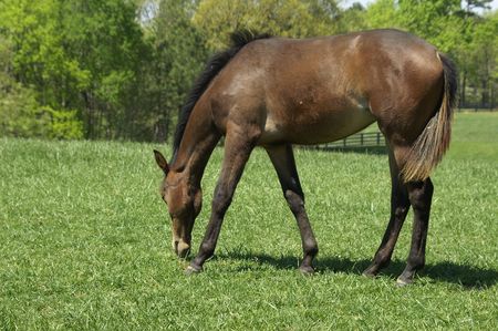 A chestnut colored foal grazing in a meadowの写真素材