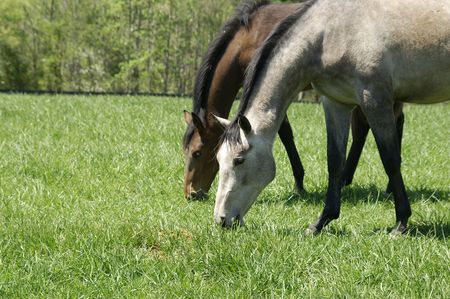 A pair of horses grazing in a meadowの写真素材