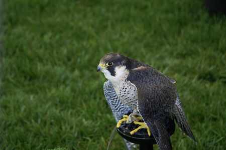 A peregrine falcon on display at a fairの写真素材