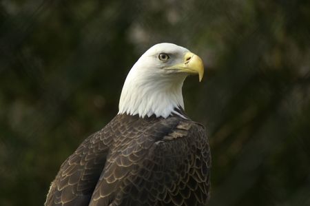 A profile image of an American Bald Eagleの写真素材
