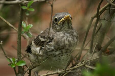 A  mockingbird perched on a twig.の写真素材