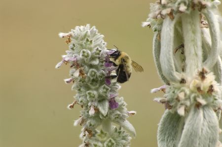 An image of a bee collecting pollenの写真素材