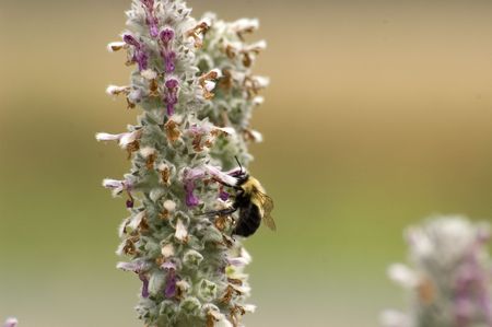 An image of a bee collecting pollen from a lambb's ear flower.の写真素材