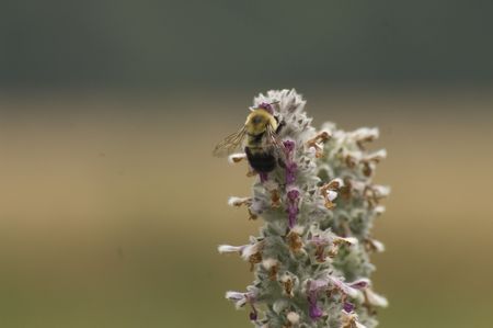 A bee collecting pollen from a flower.の写真素材
