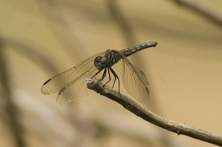 An image of a dragonfly resting on a branchの写真素材
