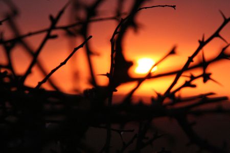 sunset through thorny bushes in Snowdonia, Walesの写真素材