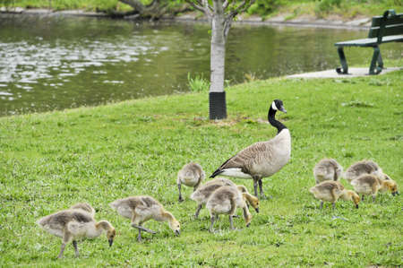 A Canada goose with her goslings walking along the Charles River bank in Boston, Massachusetts 