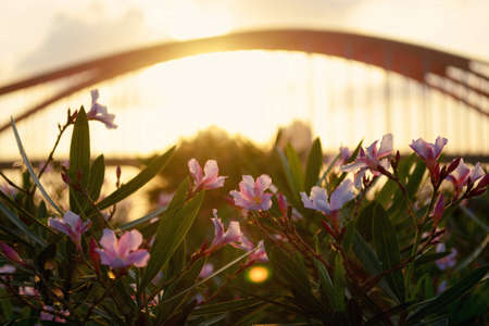 Sunset view with flower