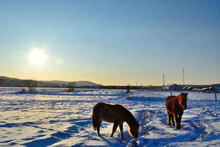 Snowy sceneryの写真素材