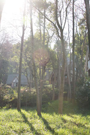Trees in the forest