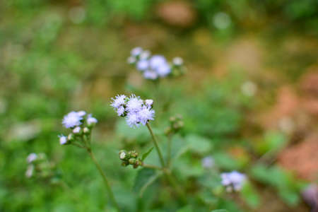 Wildflowersの写真素材
