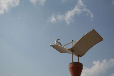 White Gull の写真素材